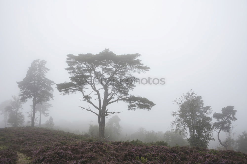 Similar – yellow gorse at Arthur’s Seat in Edinburgh