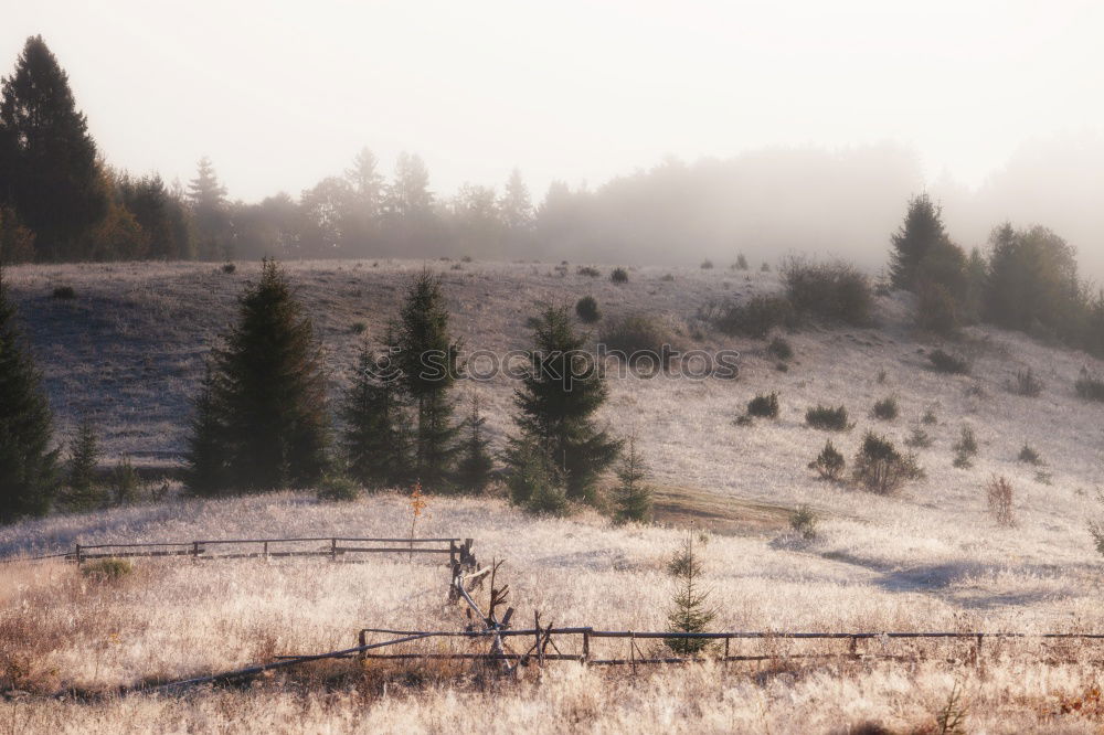 Similar – Morgennebel Sommer Natur