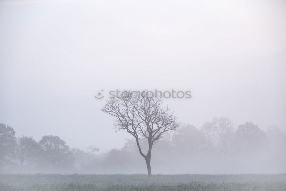 Image, Stock Photo all alone Winter Nature