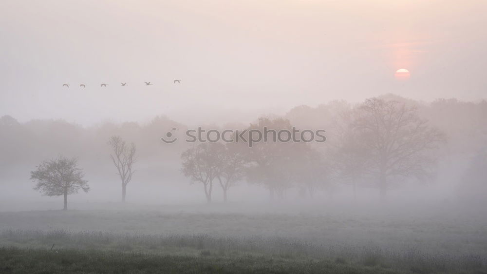 Similar – Gänsemorgen Umwelt Natur