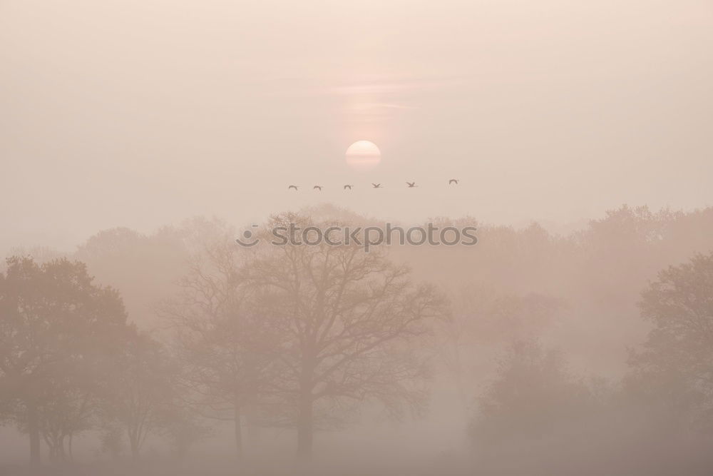 Similar – Image, Stock Photo red in the morning