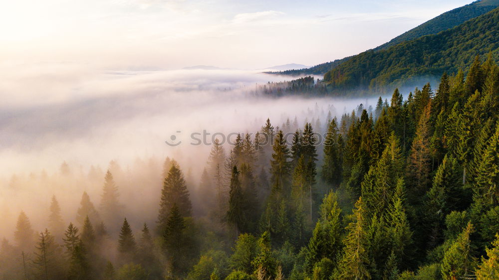 Image, Stock Photo Fir forest in clouds of mist.