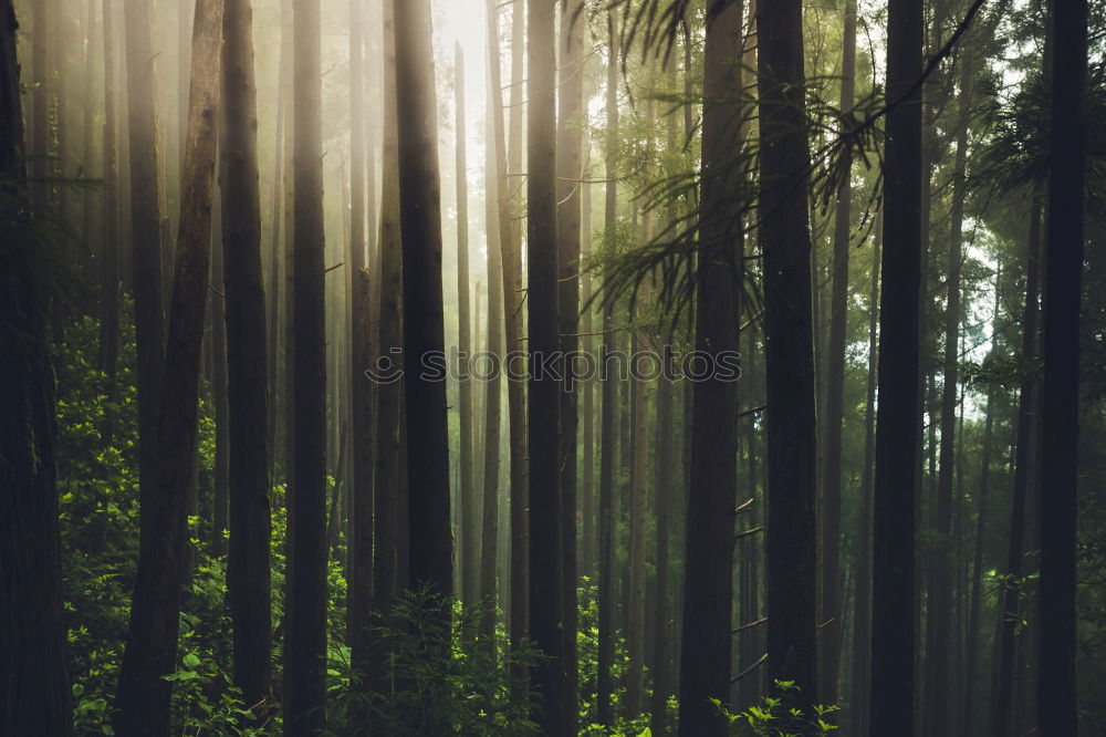 Similar – Image, Stock Photo Summer on the outskirts of the big city