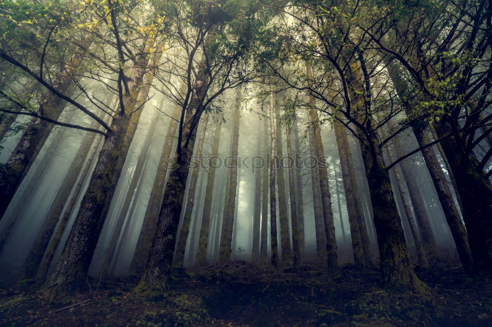 Similar – Image, Stock Photo The morning hour has… A beam of light shines on a small clearing. Between trees and in the background a hill with flowers and grass.