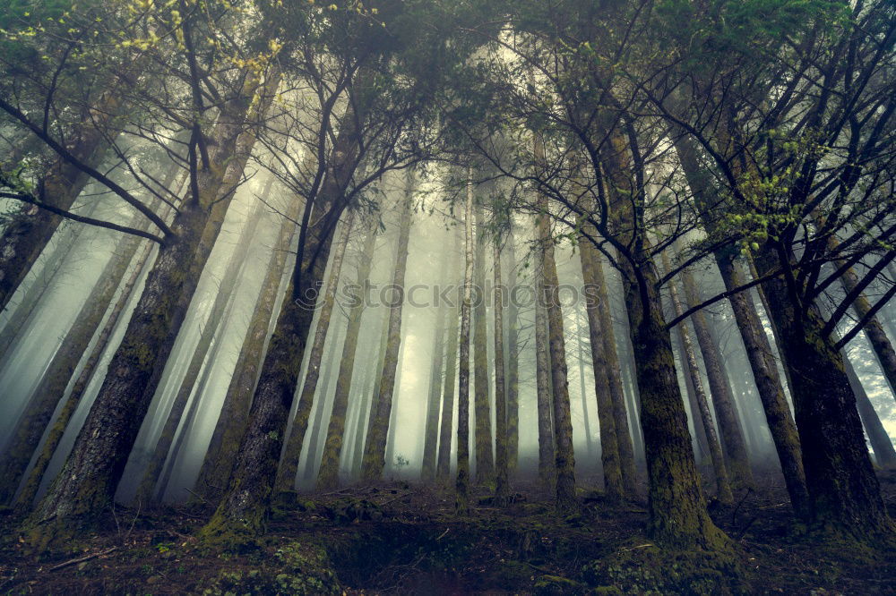 Similar – Image, Stock Photo The forest for the trees …