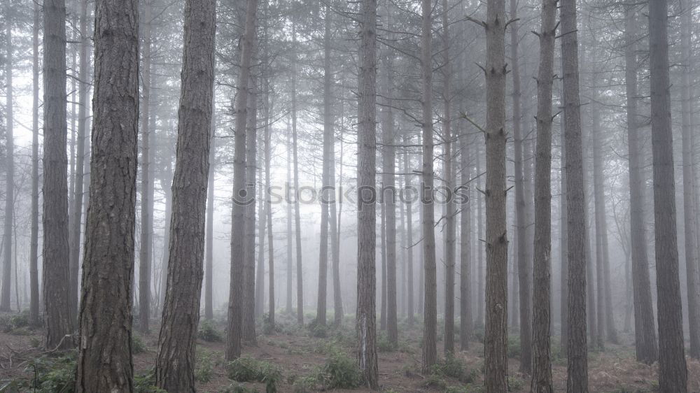 Similar – Mysterious fog in the green forest