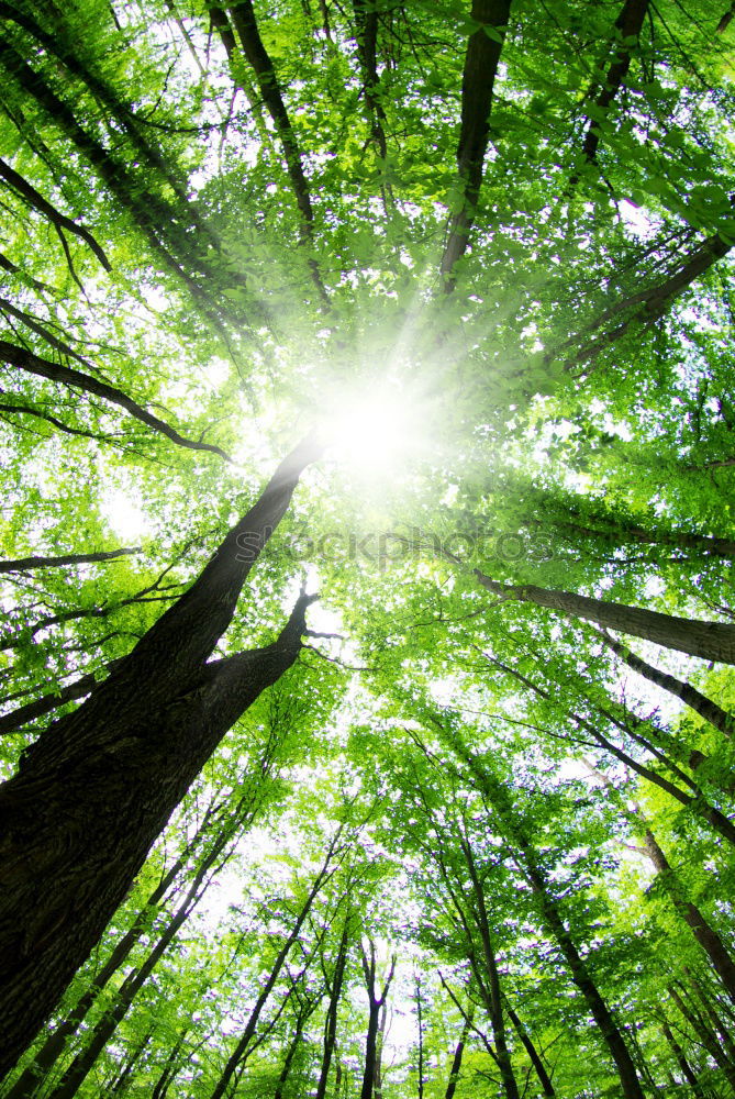 Similar – Image, Stock Photo summer forest Environment