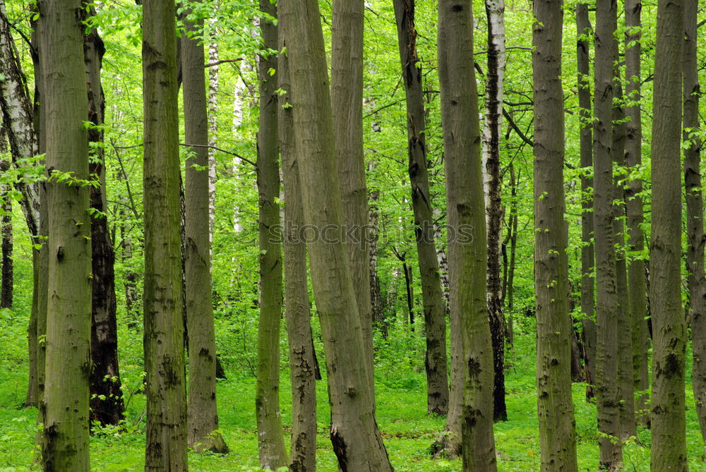 Similar – Image, Stock Photo forest whispers