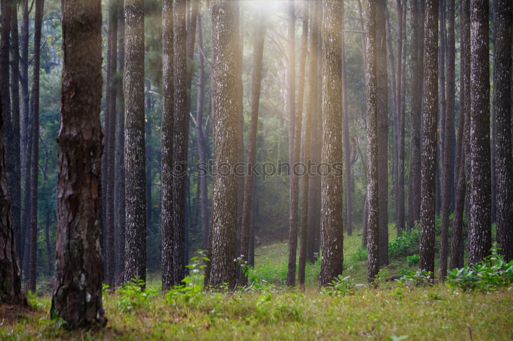 Similar – Image, Stock Photo The morning hour has… A beam of light shines on a small clearing. Between trees and in the background a hill with flowers and grass.