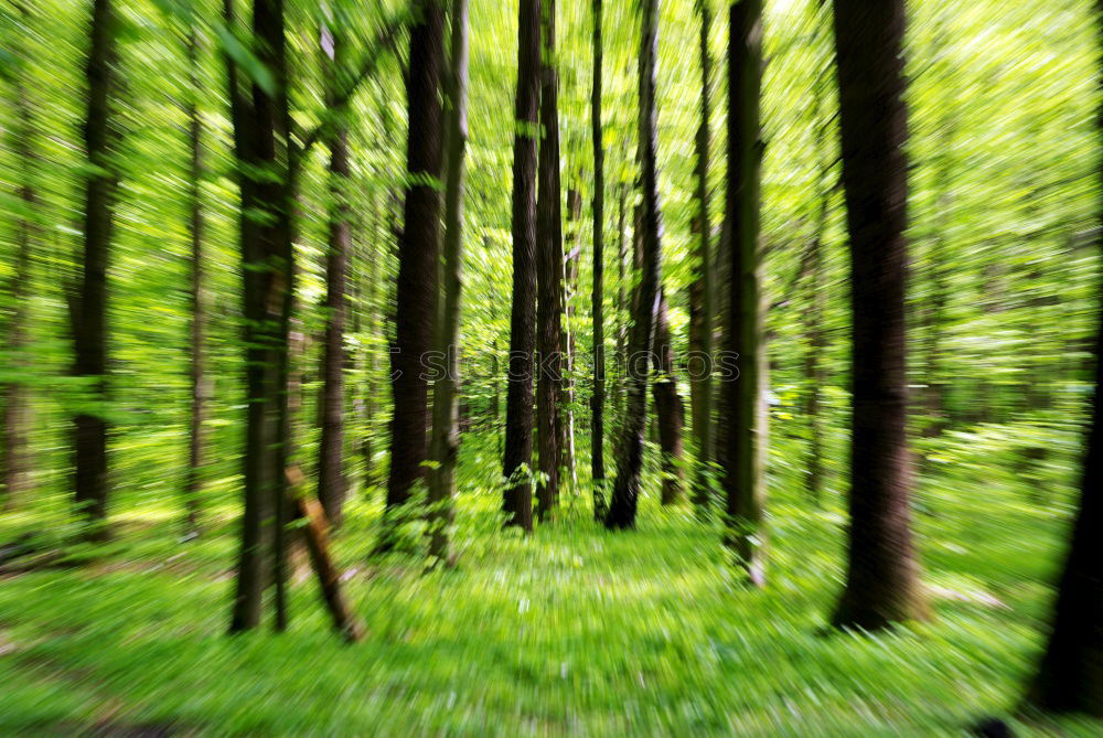 Similar – tunnels Nature Forest