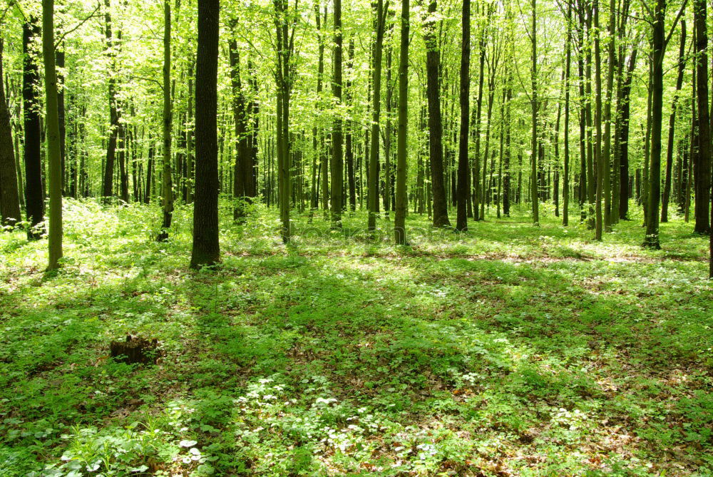 Similar – spring forest Forest