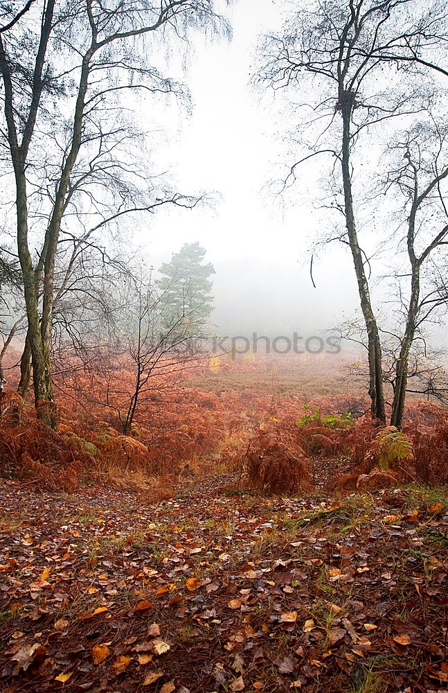 Similar – enchanted Autumn Fog Tree