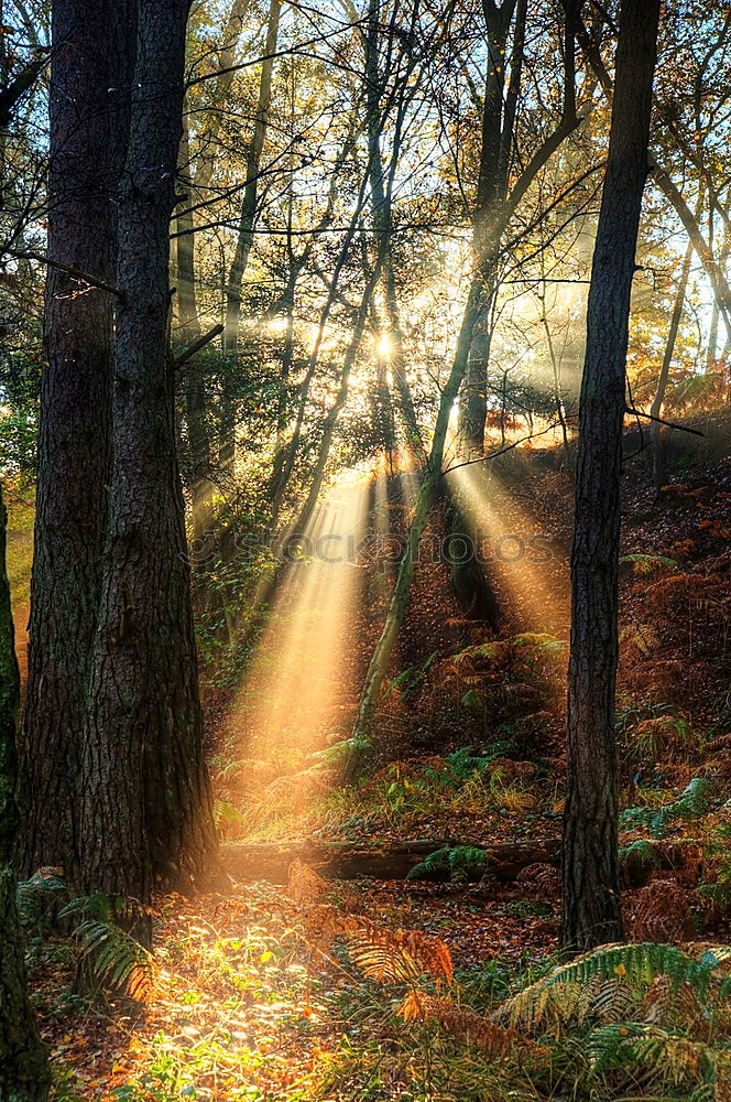 Similar – Image, Stock Photo Sunbeams in the forest