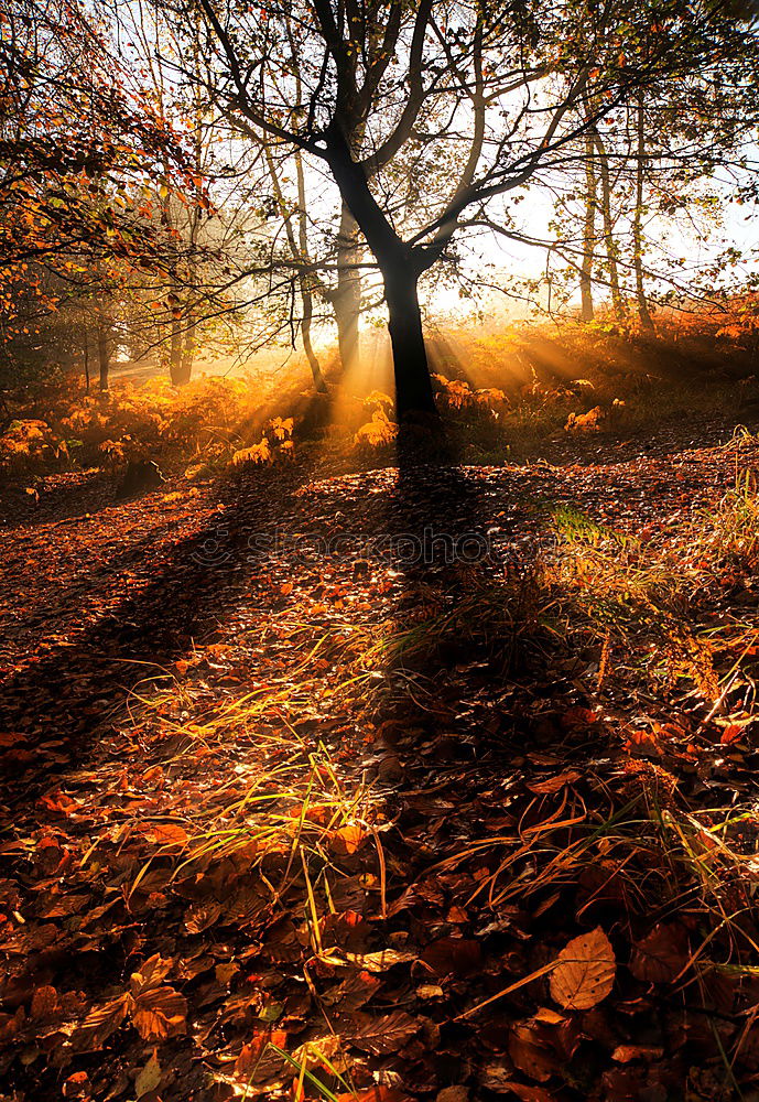 Similar – autumn ponds Calm Trip Sun