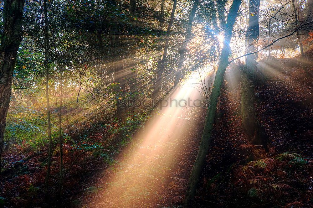 Similar – Herbstsonne Berlin Umwelt