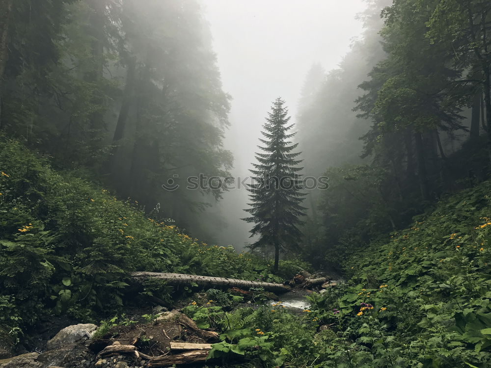 Similar – Image, Stock Photo look back Lifestyle