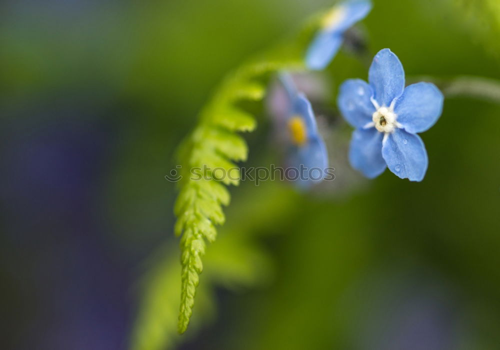 Similar – Image, Stock Photo blue flower Close-up