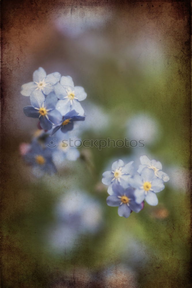 Similar – blue flowers Nature Plant