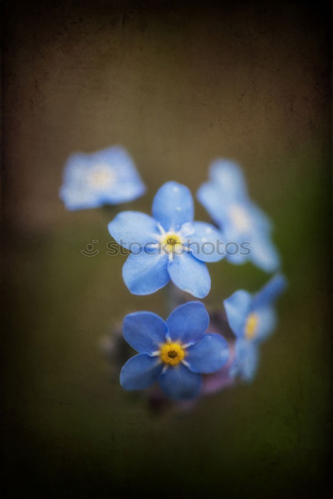 Similar – linen blossoms Nature