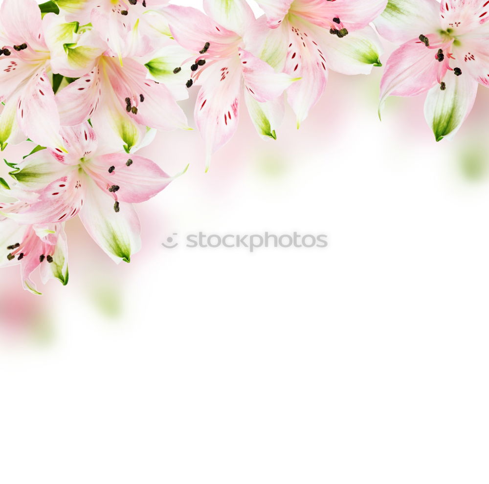 Similar – Image, Stock Photo A hint of spring Nature