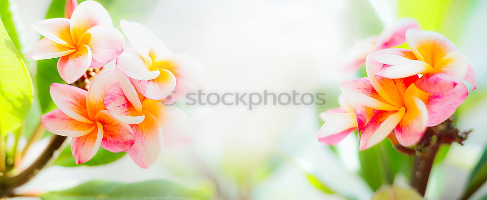 Similar – Image, Stock Photo Colourful bouquet of flowers