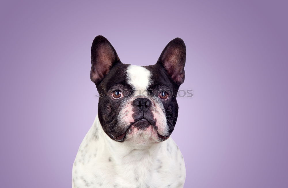 Similar – Boston Terrier Portrait