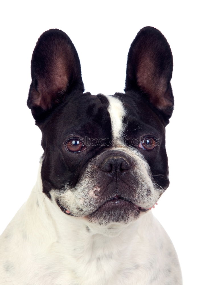 Similar – Boston Terrier Joy Animal