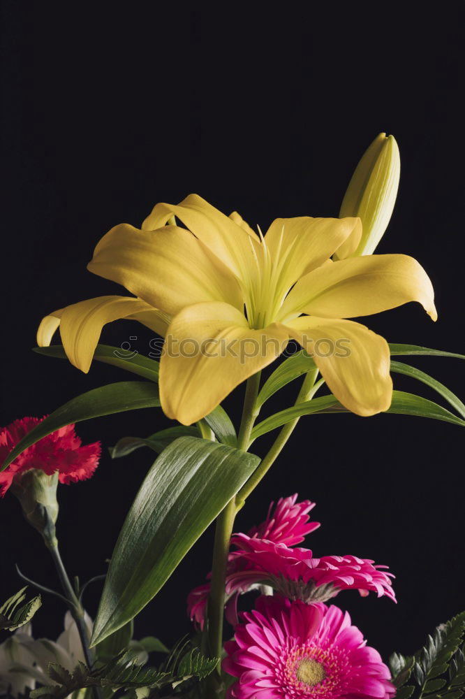 Similar – Image, Stock Photo Swabian bouquet of flowers