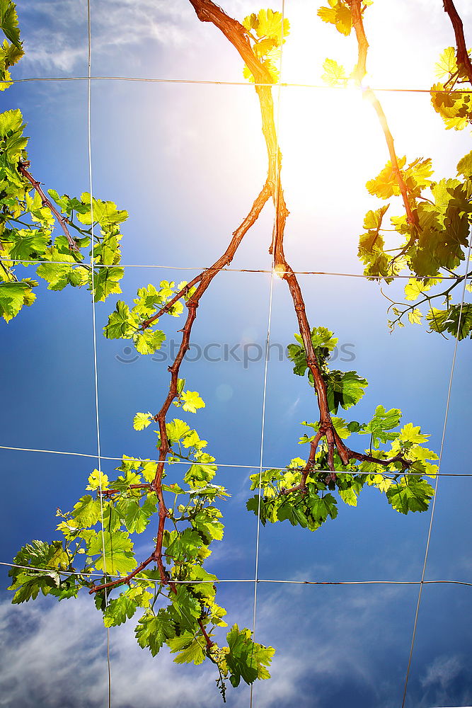 Similar – light bulbs Plant Sky Sun