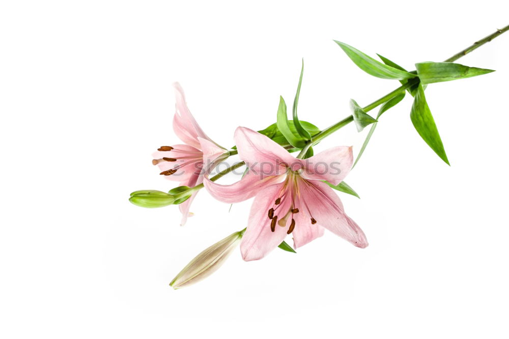 Similar – Image, Stock Photo Caper; Capparis; spinosa