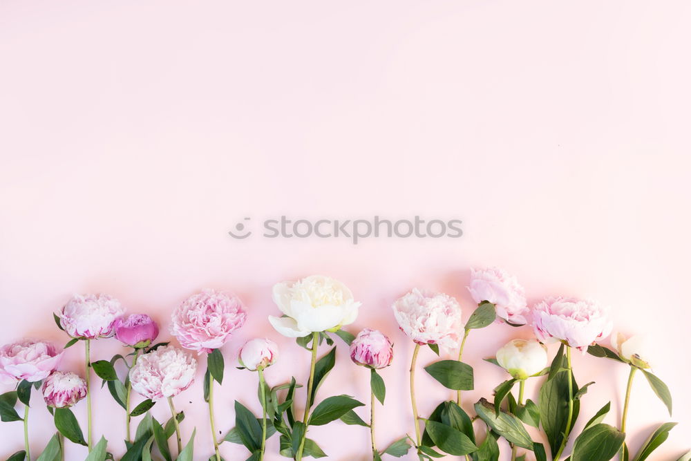 Similar – Pastel pink Ranunculus bouquet of flowers in glass jug on the table