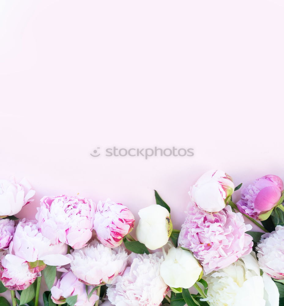 Similar – rosa rosen Natur Pflanze