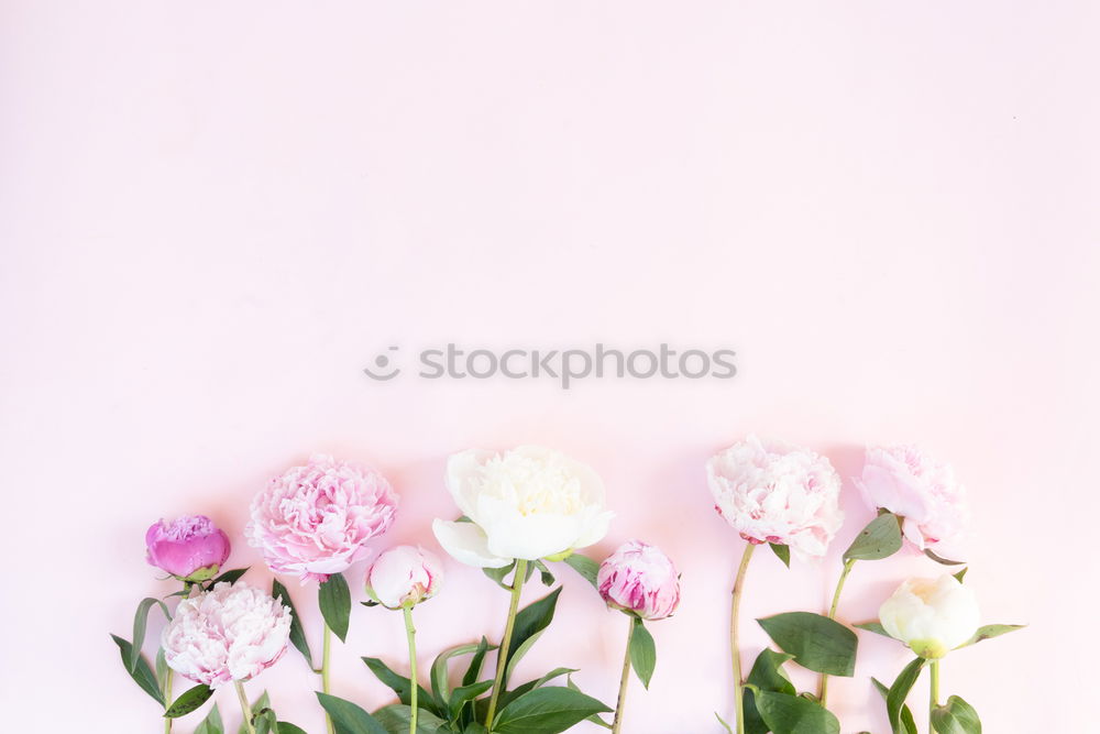 Similar – Pastel pink Ranunculus bouquet of flowers in glass jug on the table