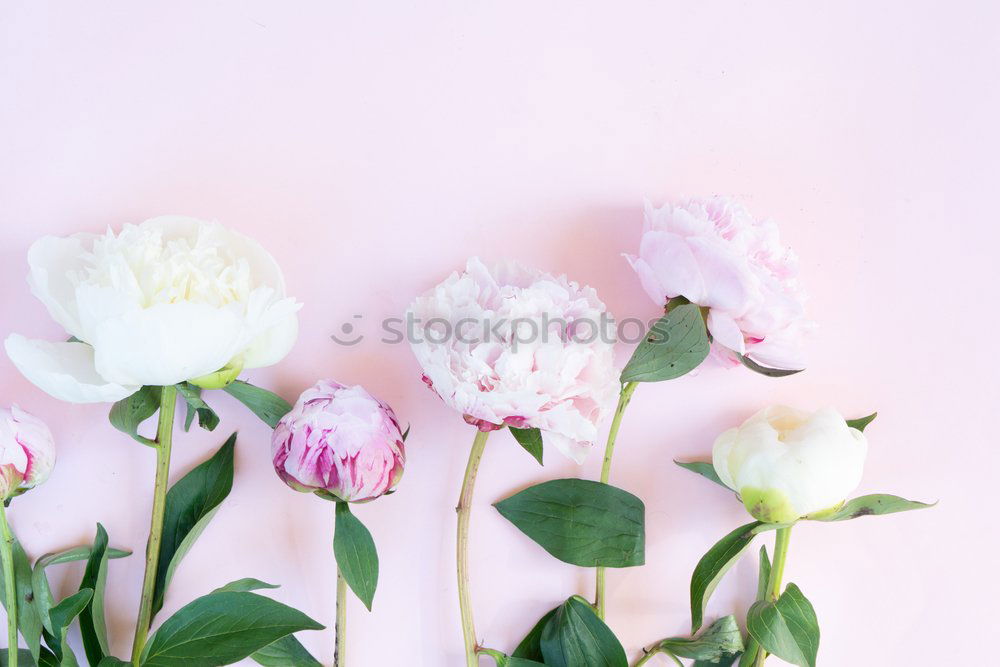 Similar – Ranunculus bundles in a glass vase