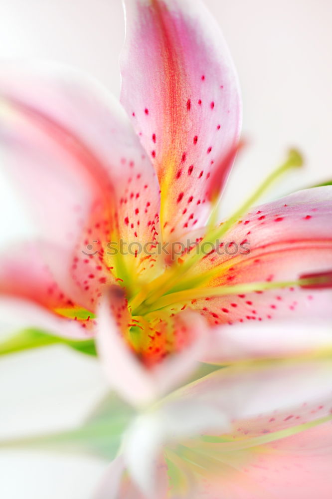 Similar – cactus flower Beautiful