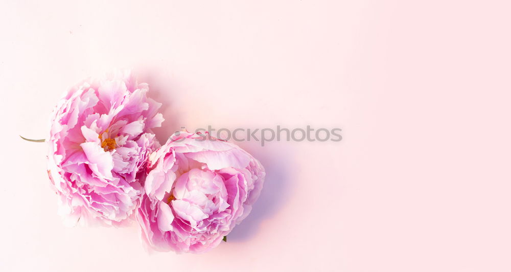 Similar – Image, Stock Photo Fresh garlic on a light pink background