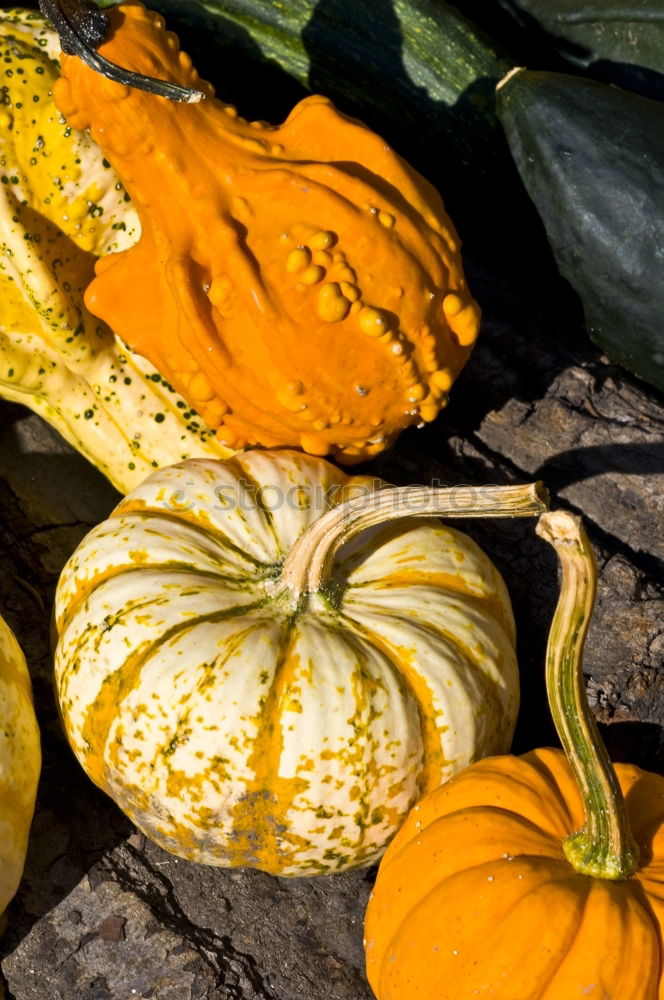 Similar – Pumpkin with stem, leaves, flowers and small fruits