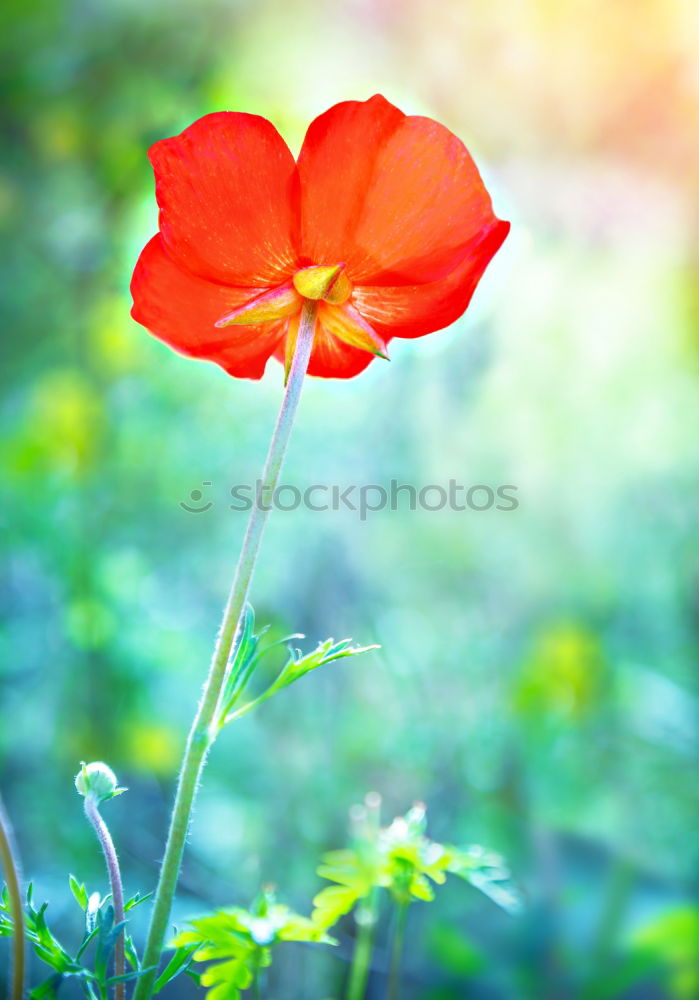 Similar – Image, Stock Photo poppy dream Summer