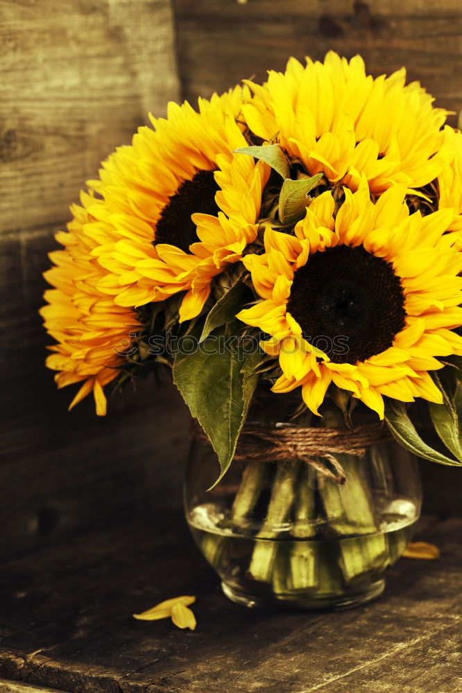 Similar – Image, Stock Photo Sunflower Composing