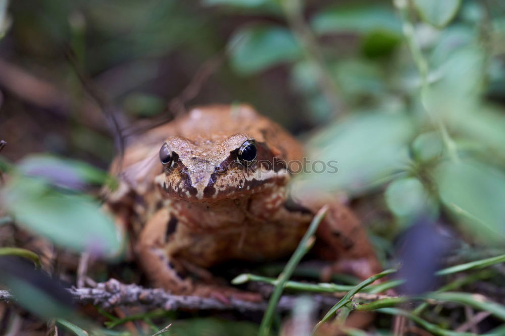 Similar – Image, Stock Photo frog Environment Nature