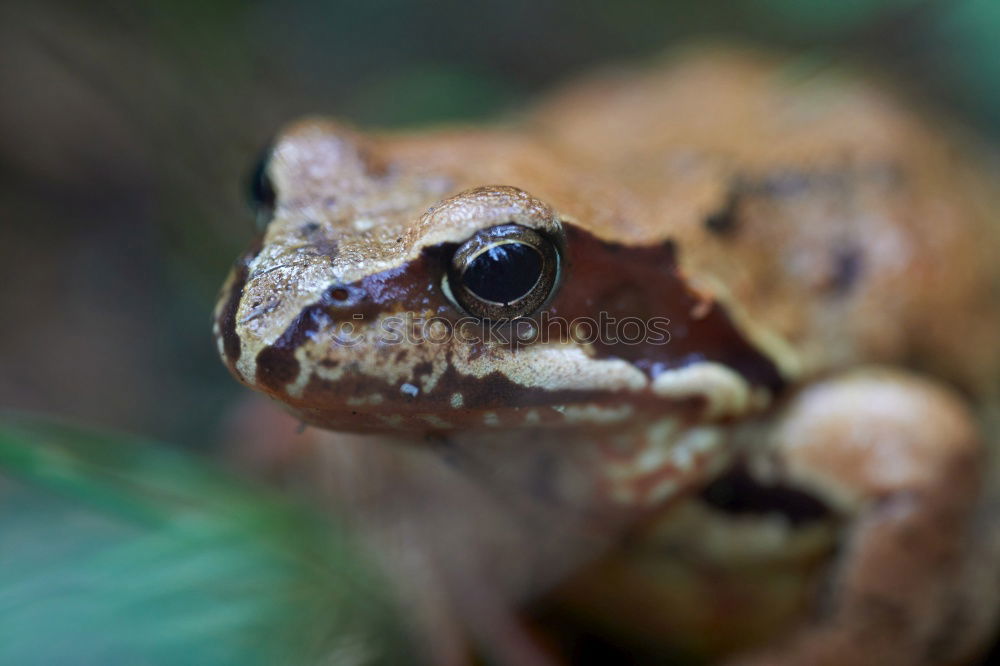 Similar – Image, Stock Photo frog Environment Nature