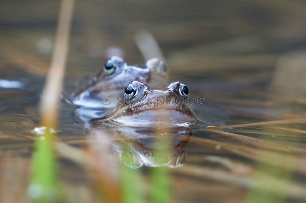 Similar – Image, Stock Photo Upper edge of lower lip