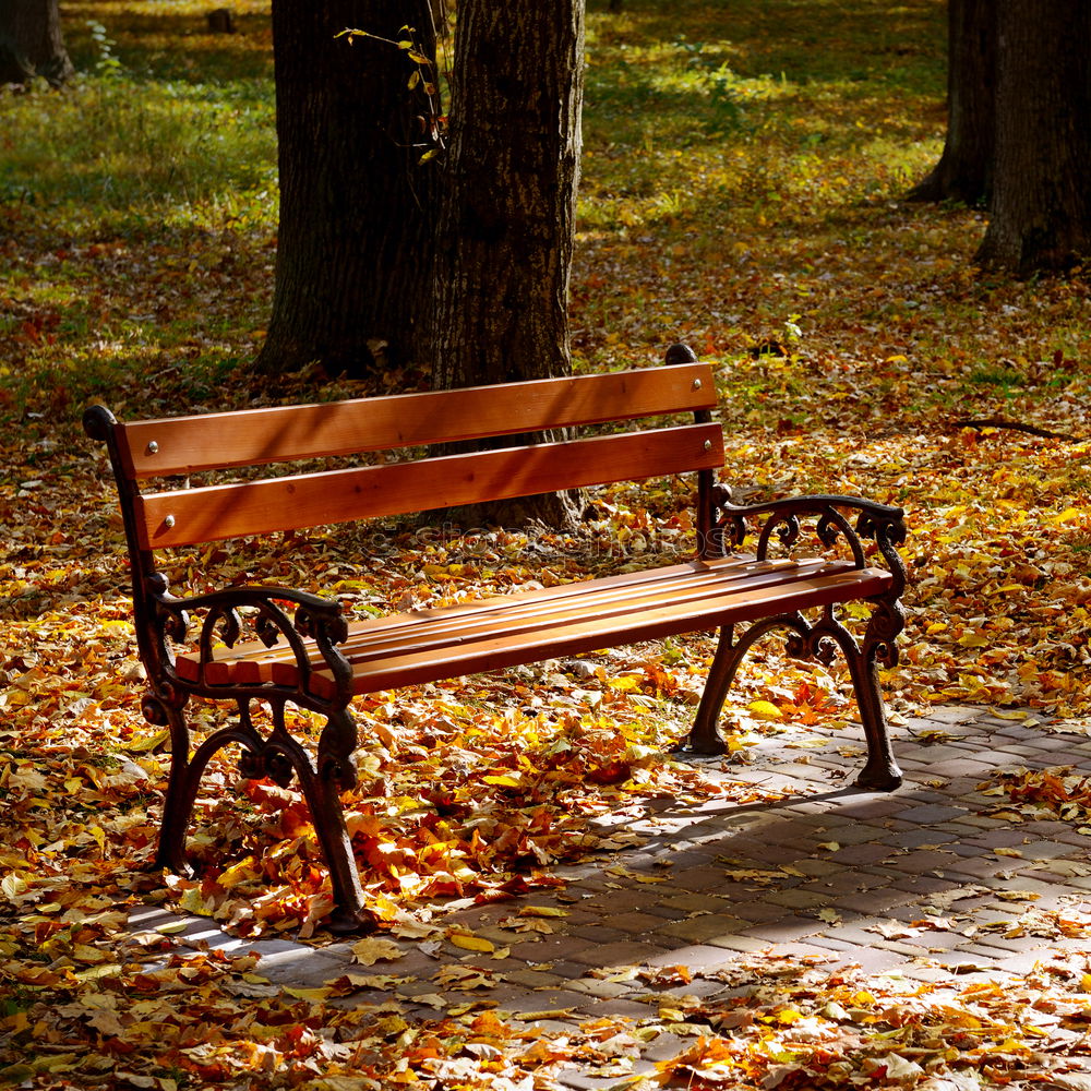 Similar – Schon besetzt Herbst Blatt