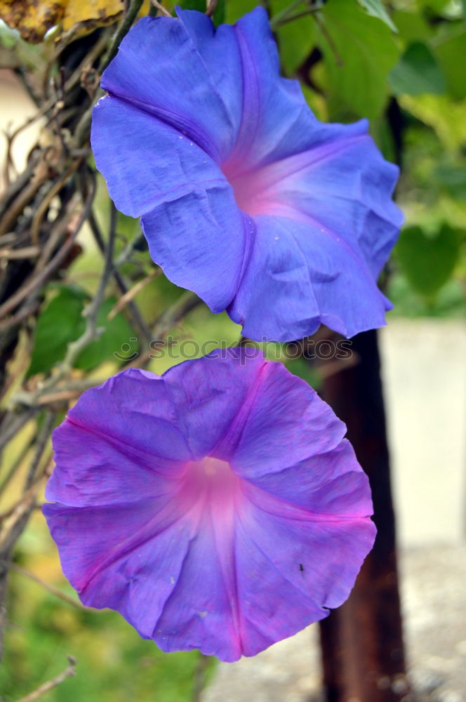 Similar – Image, Stock Photo summer Flower Blossom