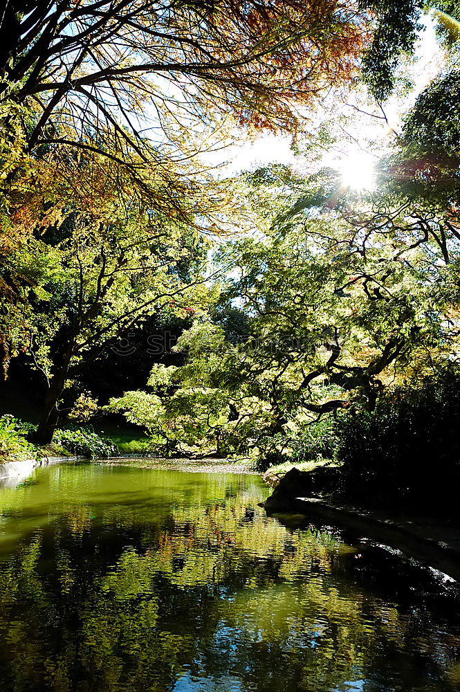 Similar – Image, Stock Photo bank Brook Lake Footbridge