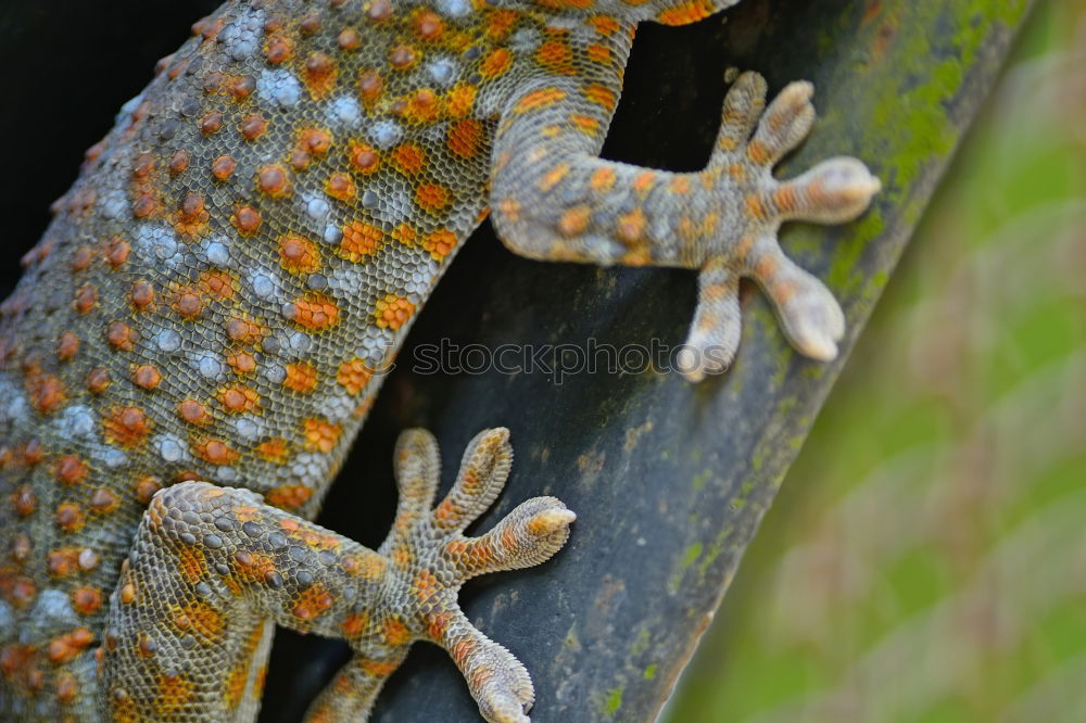 Similar – Image, Stock Photo iguana Vacation & Travel