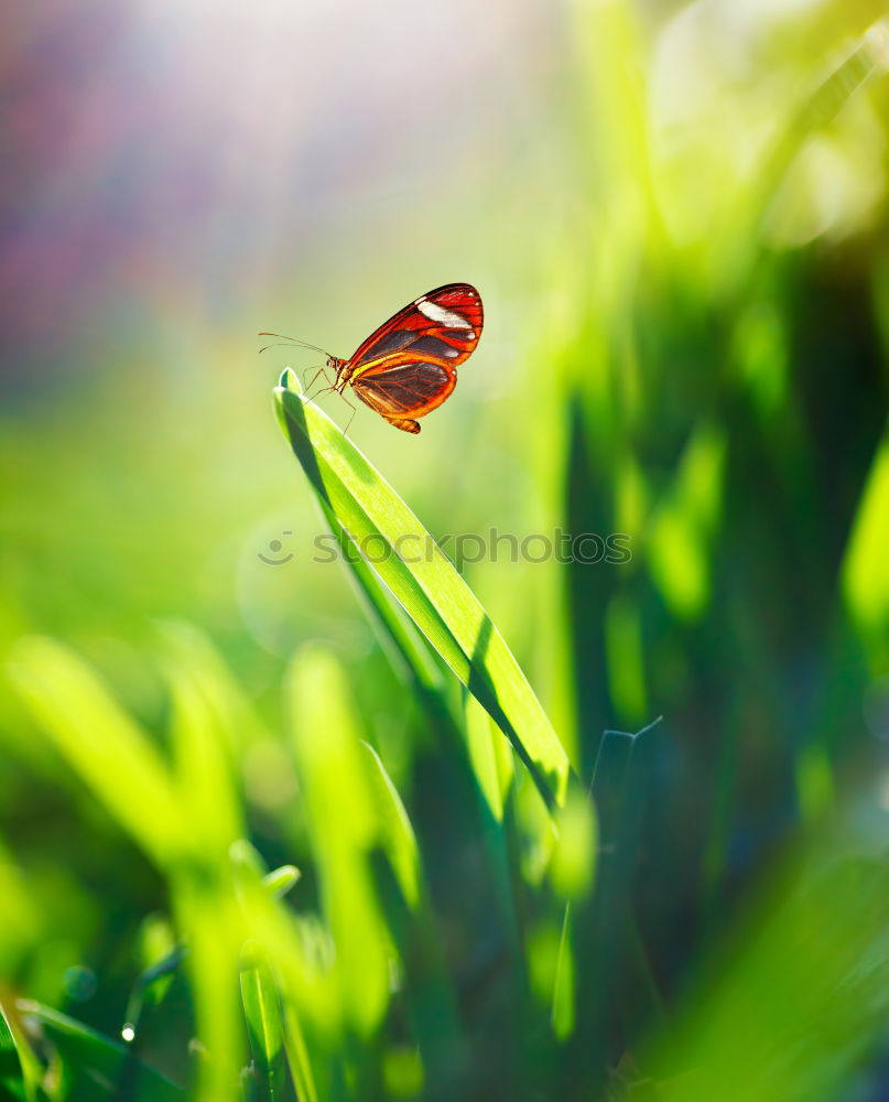 Similar – butterfly Butterfly Grass