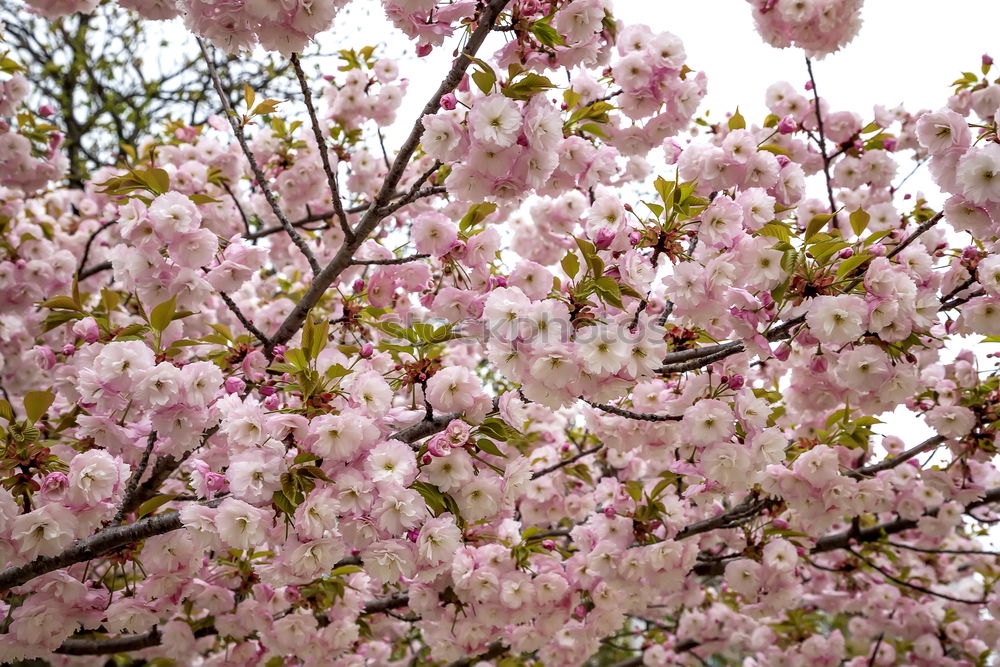 Similar – Foto Bild blüten Blüte mehrfarbig