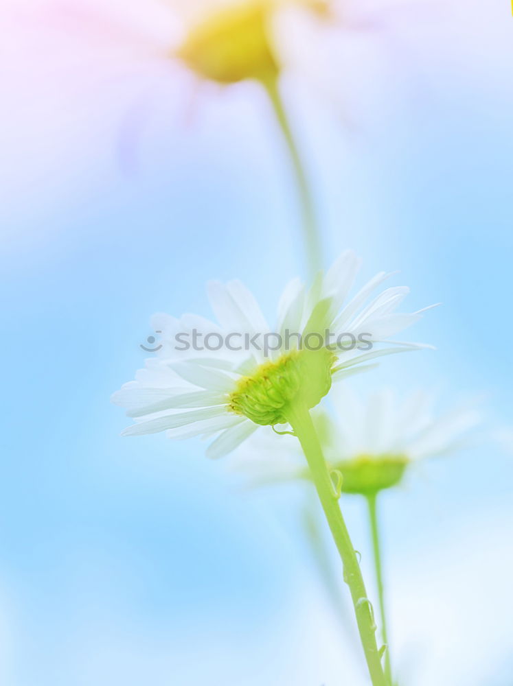 Similar – Image, Stock Photo Tulips flowers picturesque