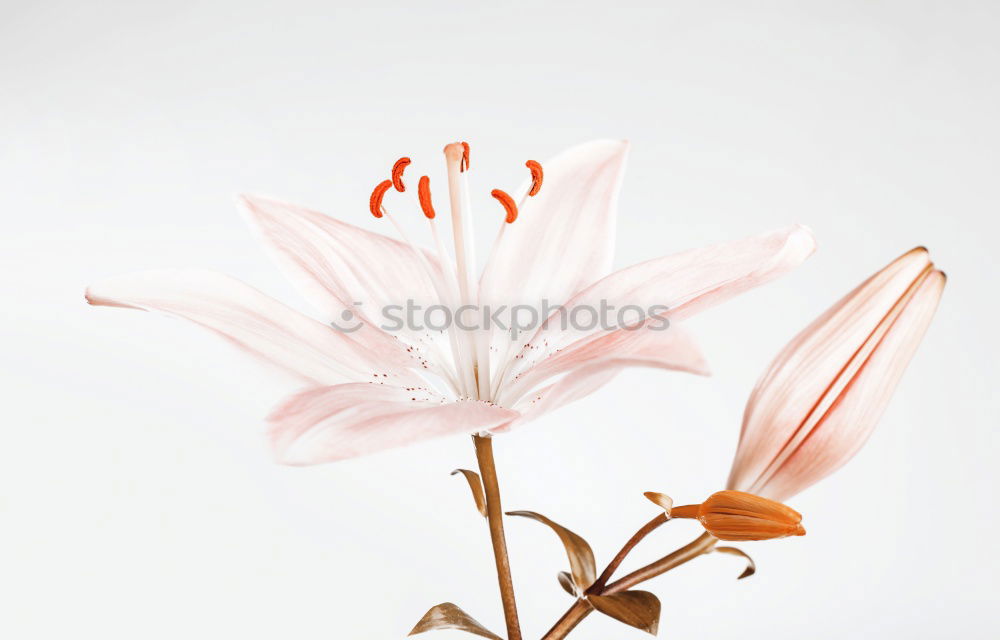 Similar – Red Tulips Bouquet On Table